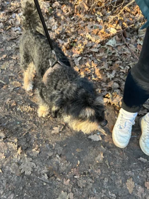 Hund gefunden Jugendparkweg!