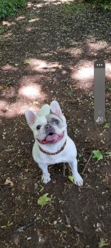 Pippa