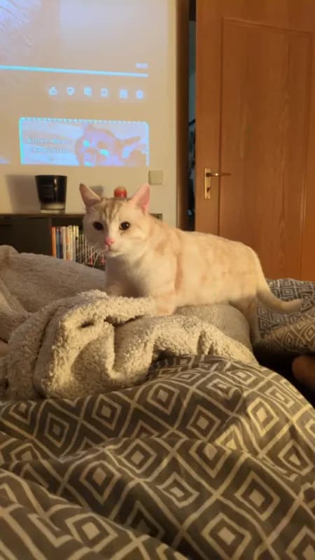 Pablo