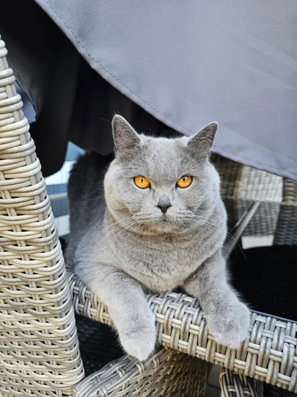 Nala