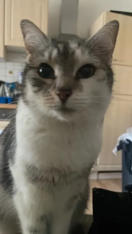 Rocky