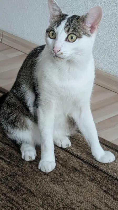 Nilou