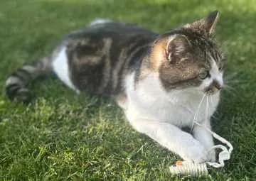 Lilly