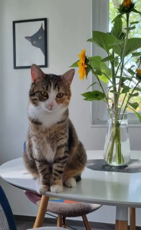 Lala