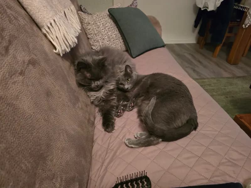 Coco