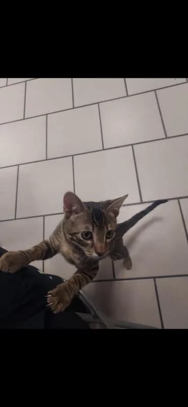 Pasca