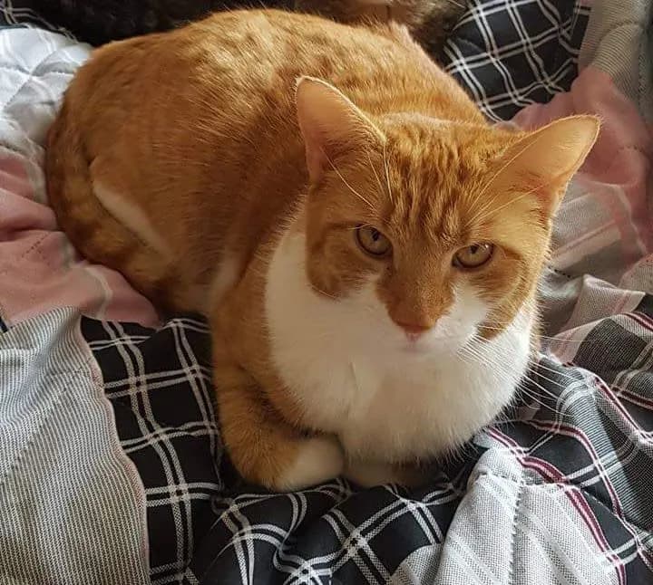 Sammy