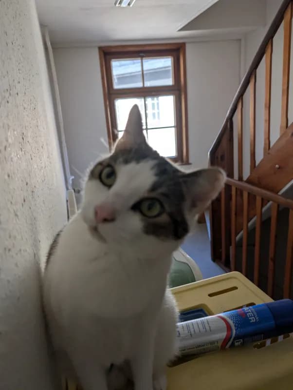 Ari