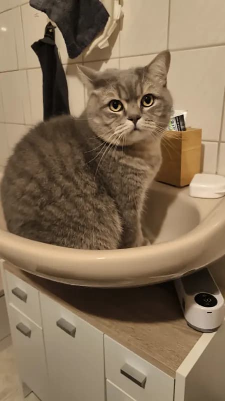 Felix