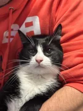 Mäxchen