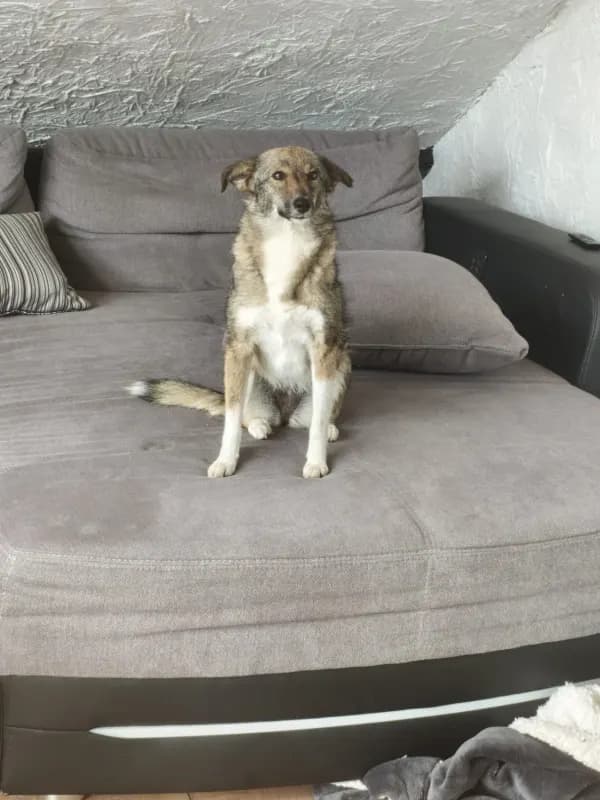 Leyla