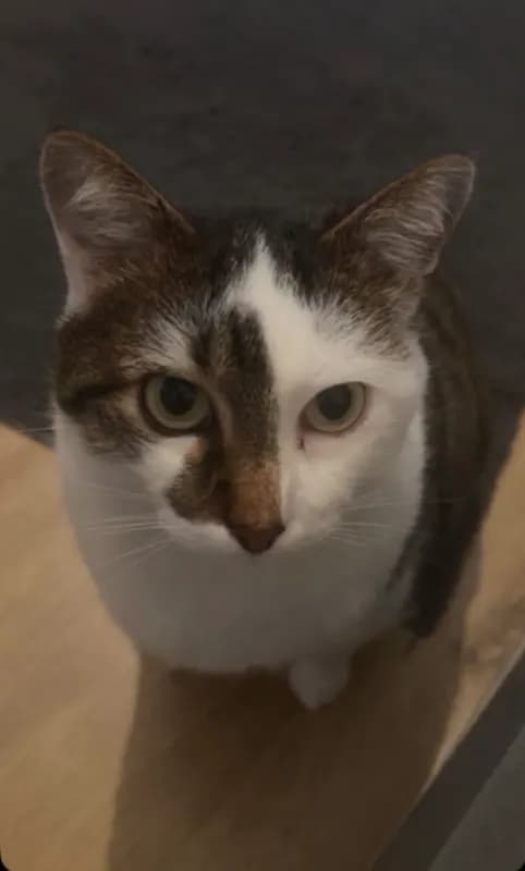 Ludwig