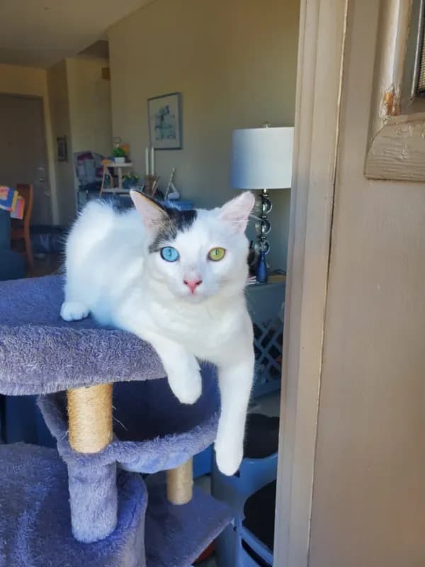 Legolas