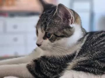 Bootsie