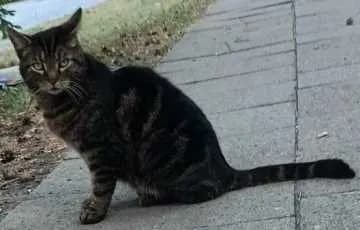 Kalimero