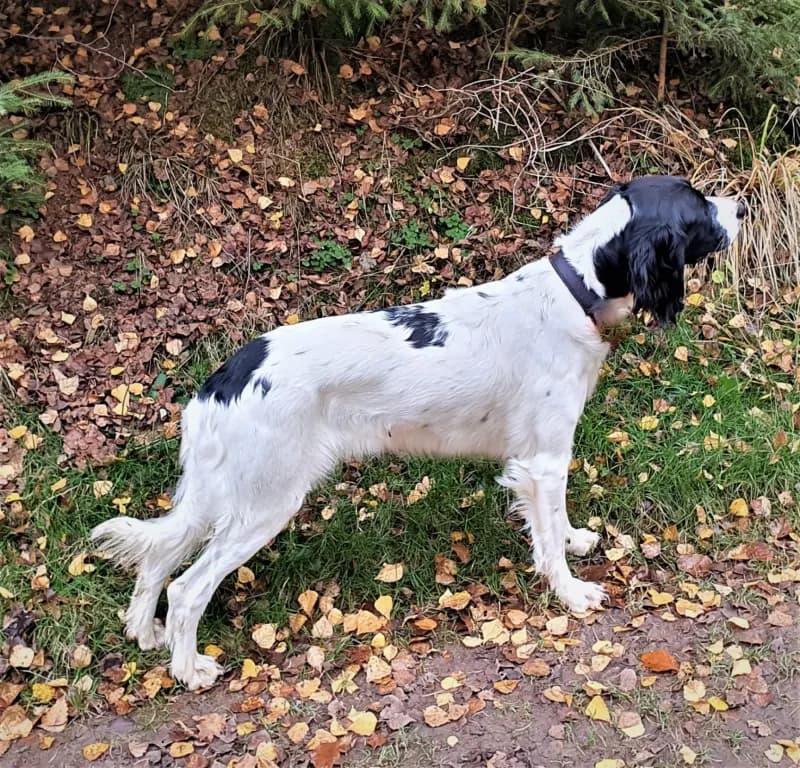 Tilda