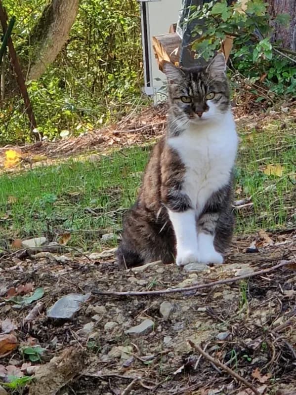 Meowsi