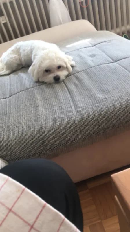Pepi
