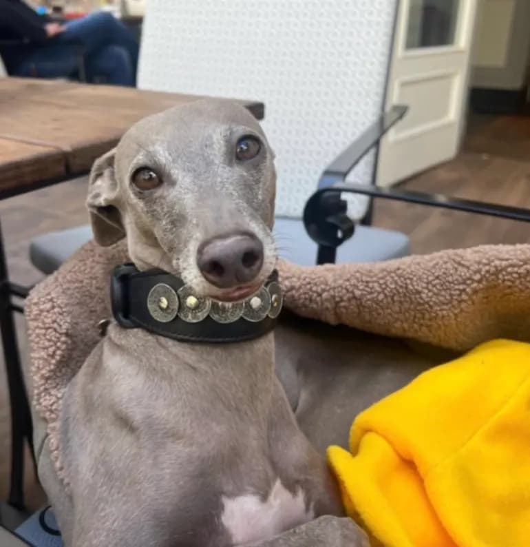 Dobby