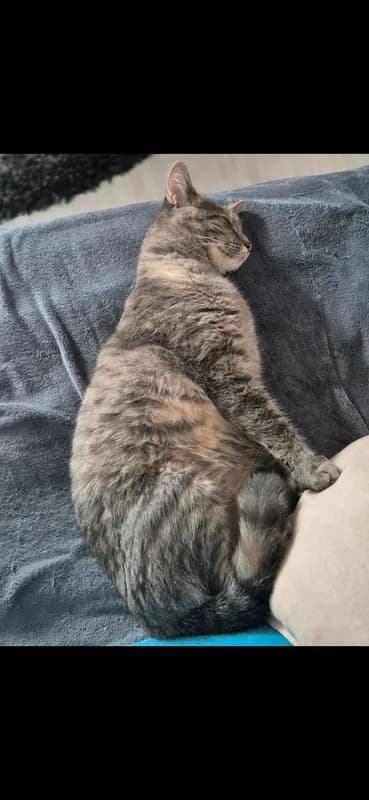 Kimba