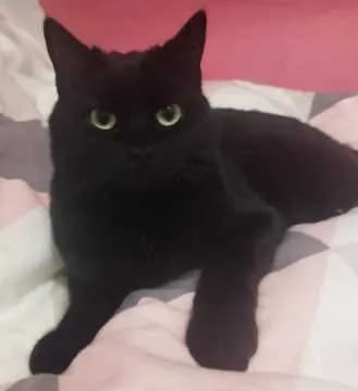 Nala