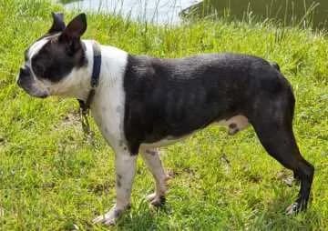 Milo