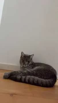 Loki