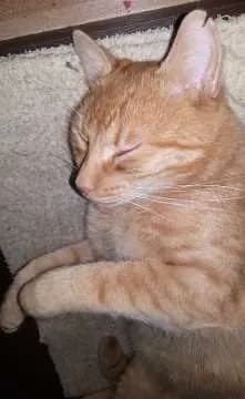 Simba