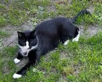 Felix