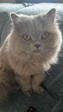 Nala