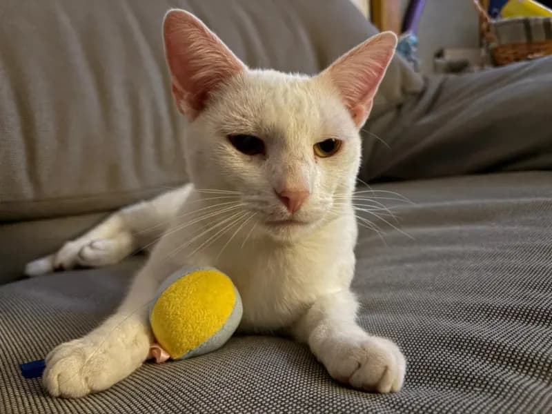 Yuki