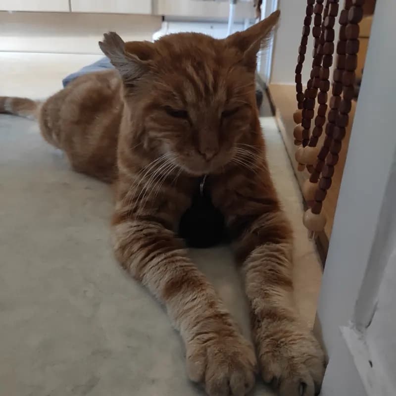 Garfield