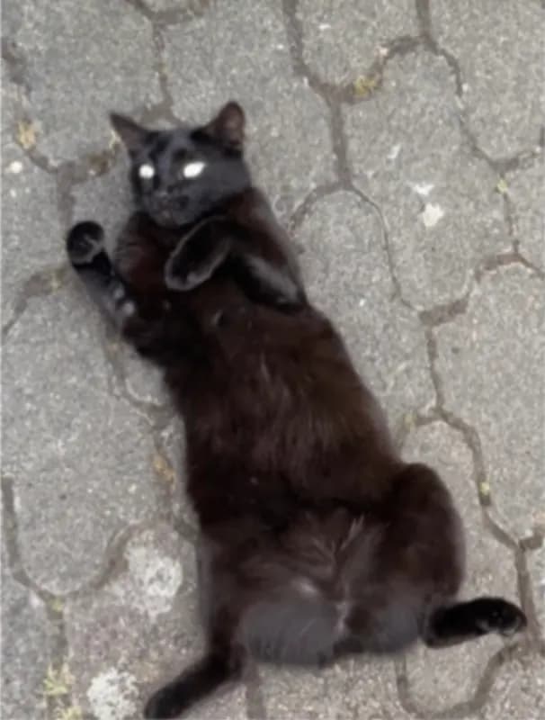 Luzi