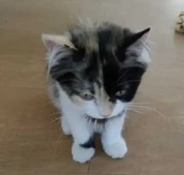 Lucy
