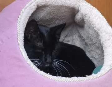 Loki