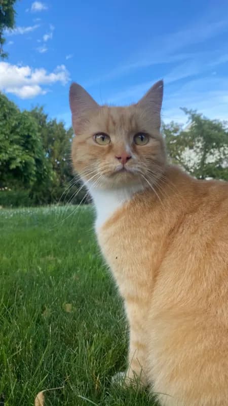 Kater Leo, orangrot