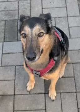 Malea