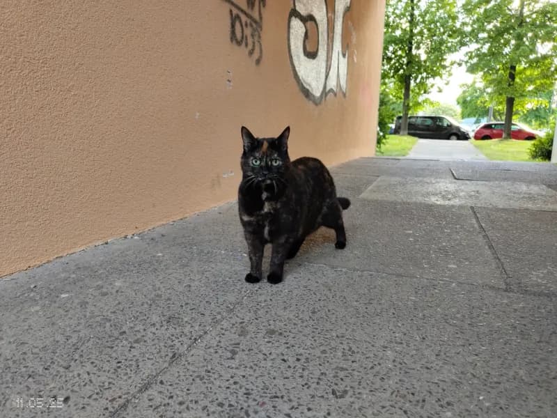 Kitty