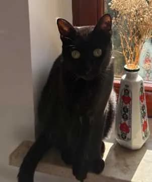 Rosi