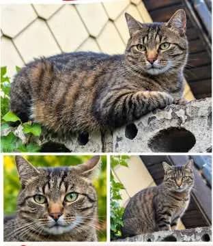 Felix