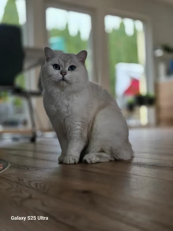 Akira