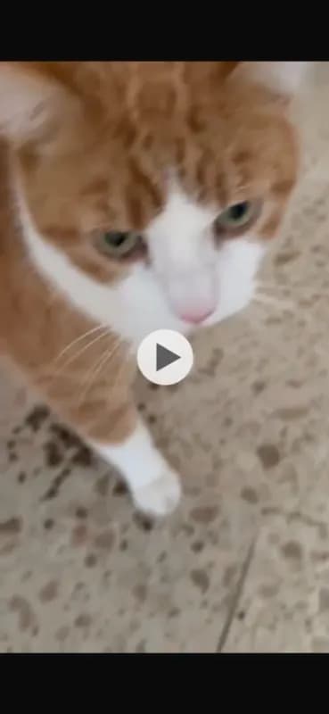 Tiger/Tigi