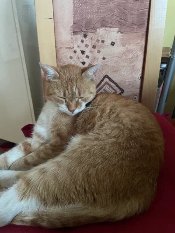 Maximus