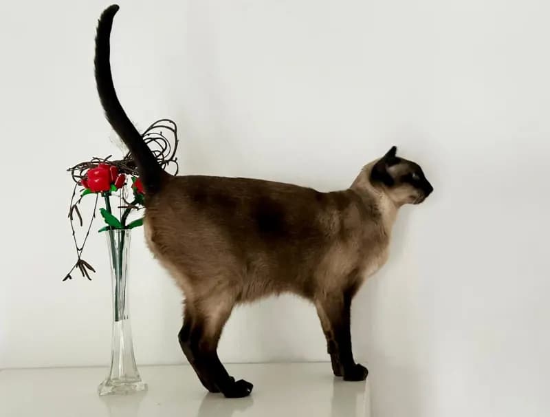 Suki