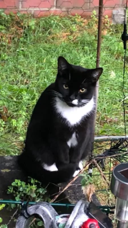 Pamuk