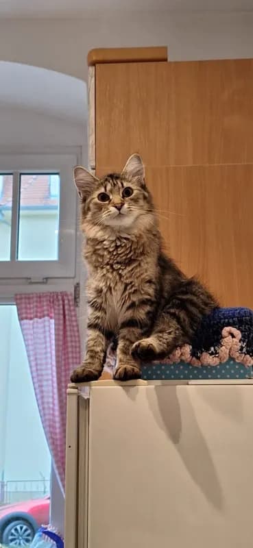 Rosie