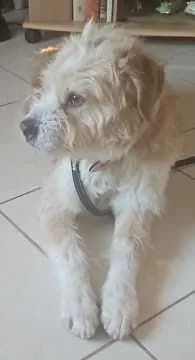 Lilli