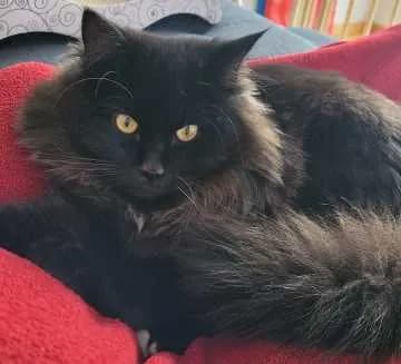 Marti