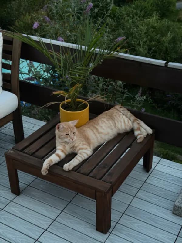 Carlo
