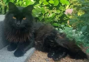 Oscar